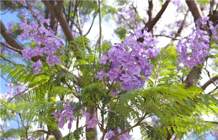 大理的藍花楹開了，邂逅一場“藍花雨”，赴一場紫色浪漫！