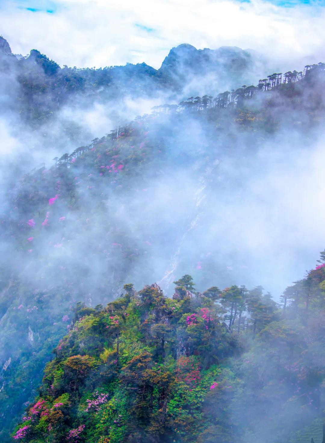 點蒼山花海